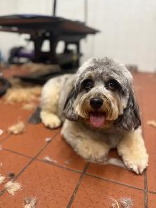Comfort grooming for senior dogs