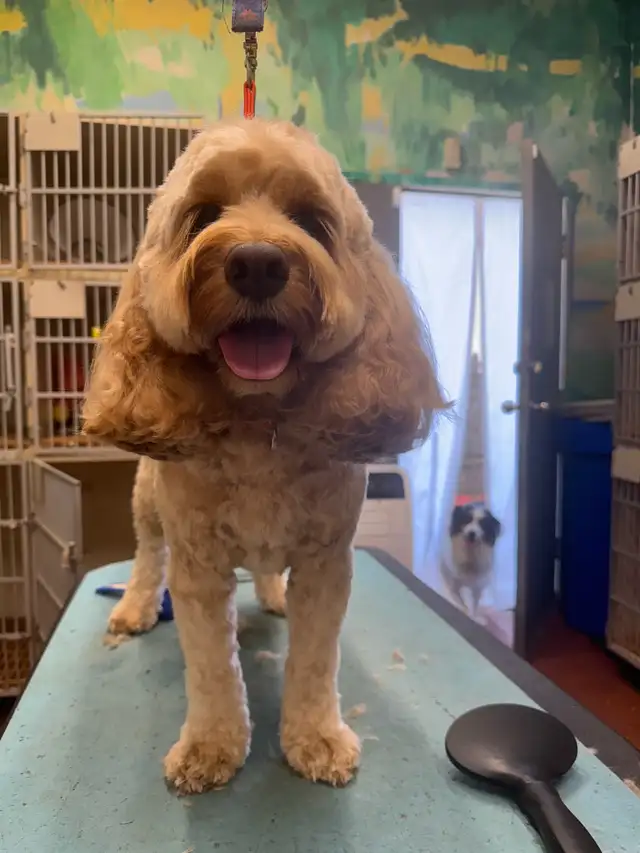 Comfort grooming for senior dogs - Photo 5