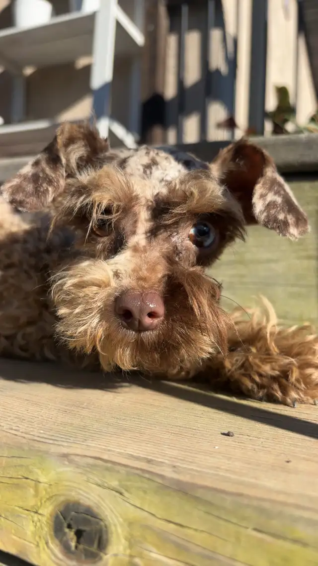 Beautiful Toy Schnauzer, purebred, looking for a loving new home