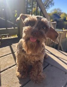 Beautiful Toy Schnauzer, purebred, looking for a loving new home - Photo 2