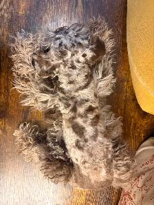 Beautiful Toy Schnauzer, purebred, looking for a loving new home - Photo 3
