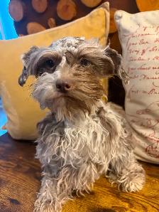 Beautiful Toy Schnauzer, purebred, looking for a loving new home - Photo 4