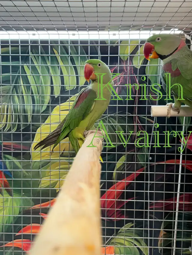 Alexandrine Pair