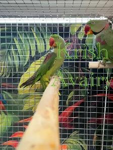 Alexandrine Pair