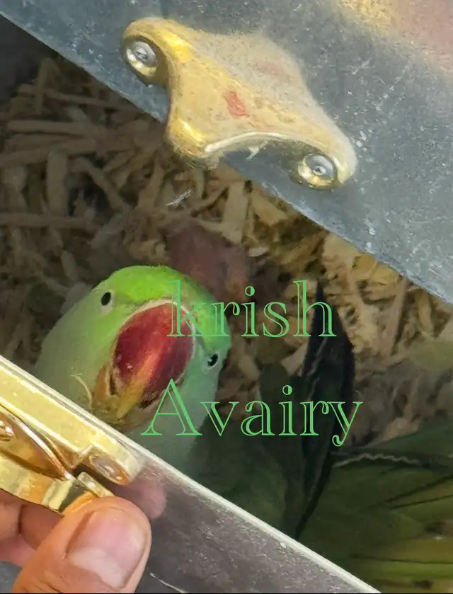Alexandrine Pair - Photo 5