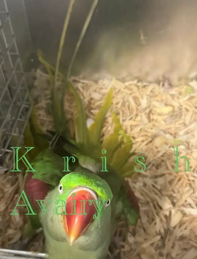 Alexandrine Pair - Photo 6