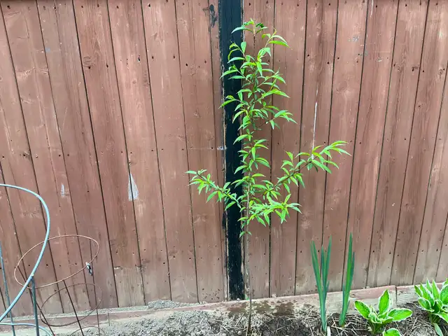 Peach Trees