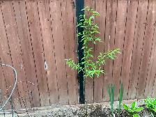 Peach Trees