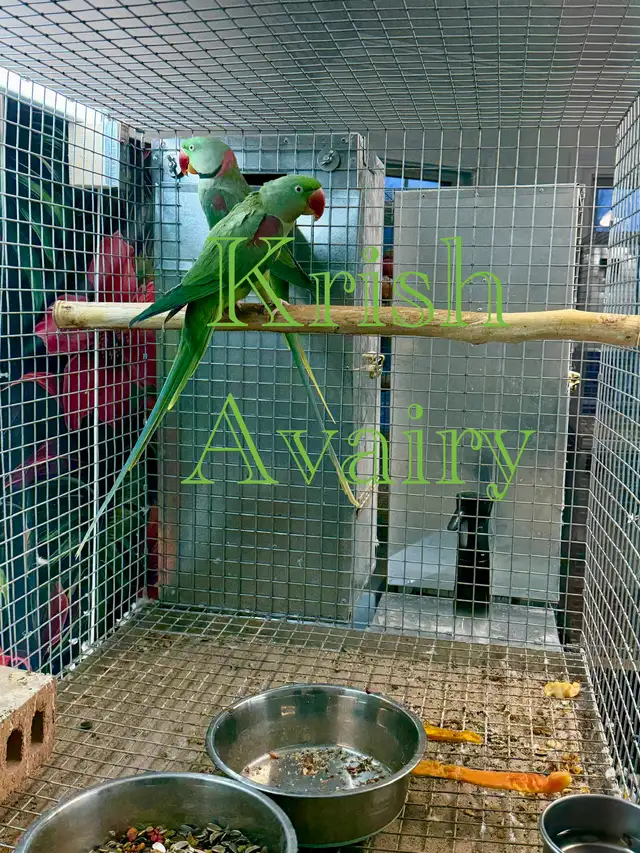 Alexandrine Pair