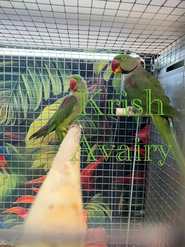 Alexandrine Pair - Photo 3