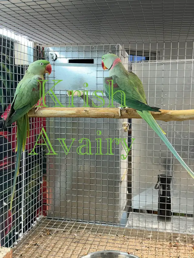 Alexandrine Pair - Photo 4