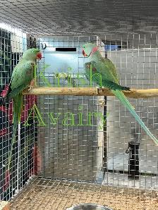 Alexandrine Pair - Photo 4