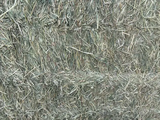 Large square bales
