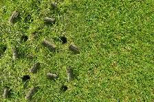 Aeration and Power Rake at Reasonable Rate - Photo 2