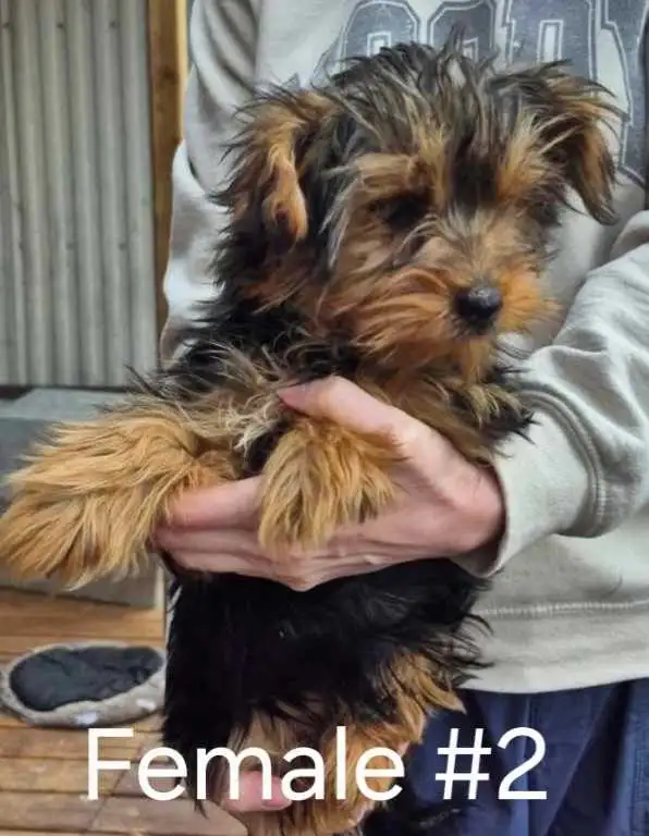 3 Cute Yorkie Puppies