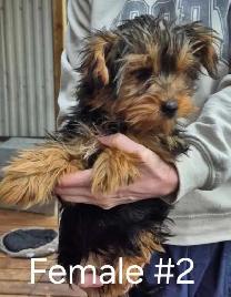 3 Cute Yorkie Puppies