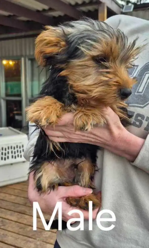 3 Cute Yorkie Puppies - Photo 2