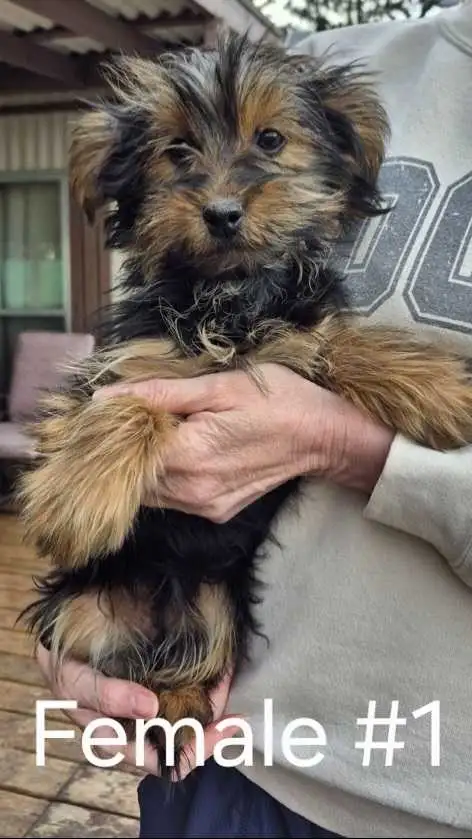 3 Cute Yorkie Puppies - Photo 3