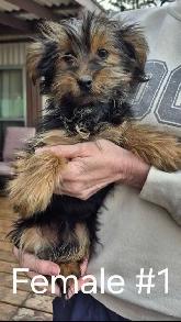 3 Cute Yorkie Puppies - Photo 3