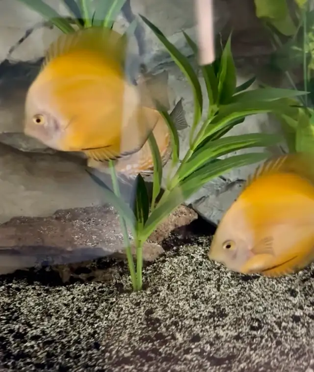 Discus fish - Photo 2