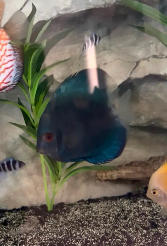 Discus fish - Photo 3