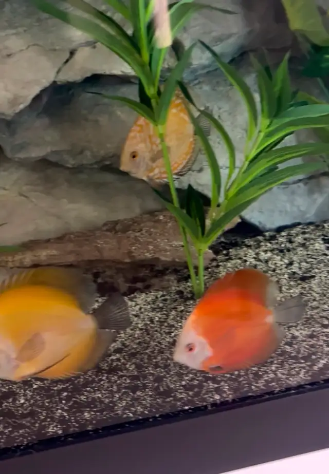 Discus fish - Photo 4