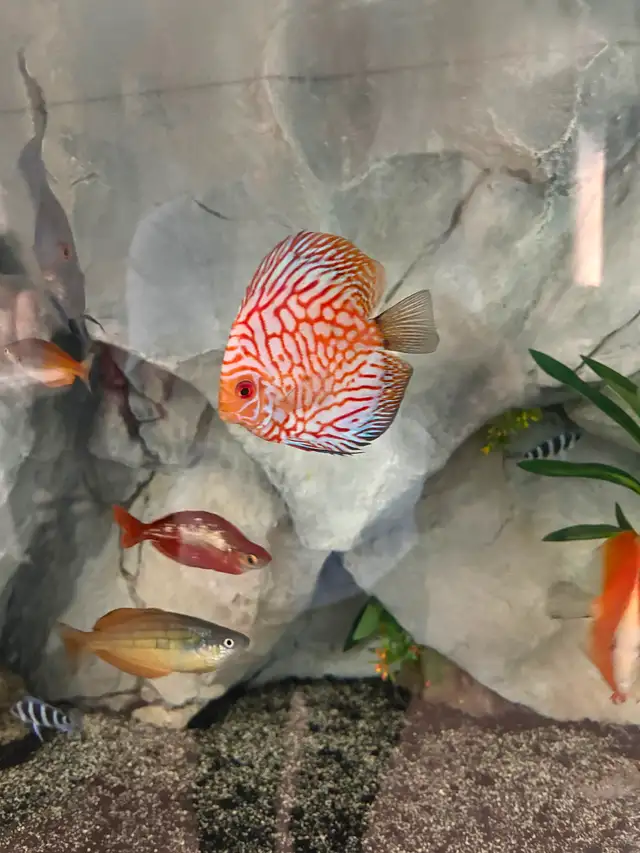 Discus fish - Photo 6