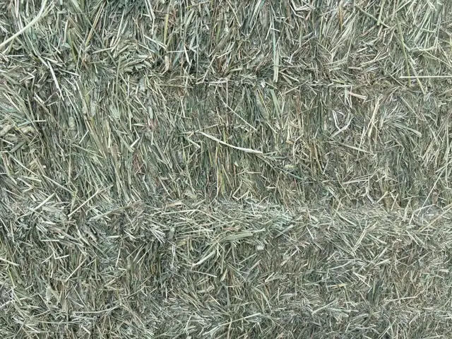 Large square bales