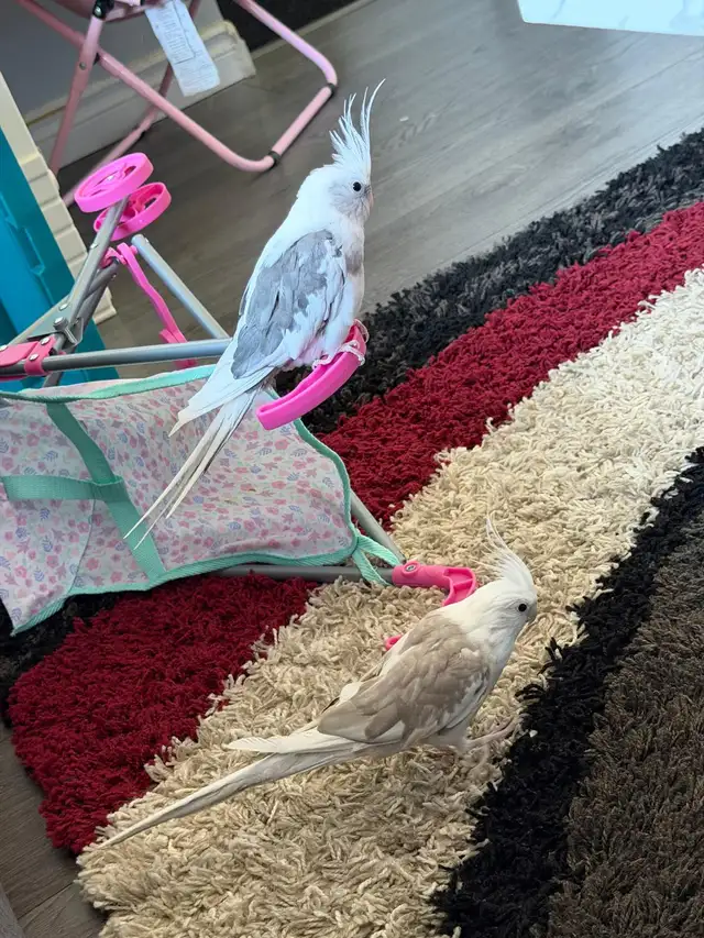 A pair of Cockatiel birds (Male and Female) for sale