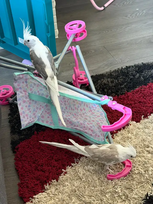 A pair of Cockatiel birds (Male and Female) for sale - Photo 2