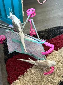 A pair of Cockatiel birds (Male and Female) for sale - Photo 2