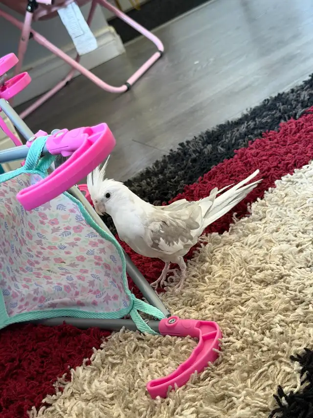 A pair of Cockatiel birds (Male and Female) for sale - Photo 3