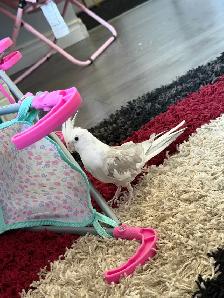 A pair of Cockatiel birds (Male and Female) for sale - Photo 3