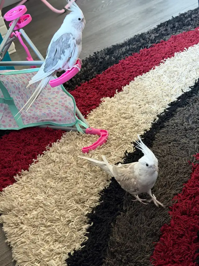 A pair of Cockatiel birds (Male and Female) for sale - Photo 4