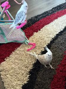 A pair of Cockatiel birds (Male and Female) for sale - Photo 4