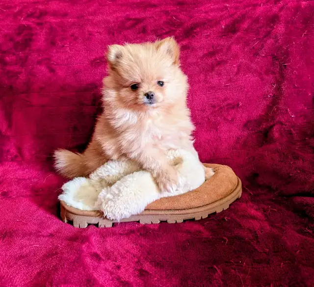 Pomeranian purpred ❤️ 579-366-2929❤️ - Photo 2