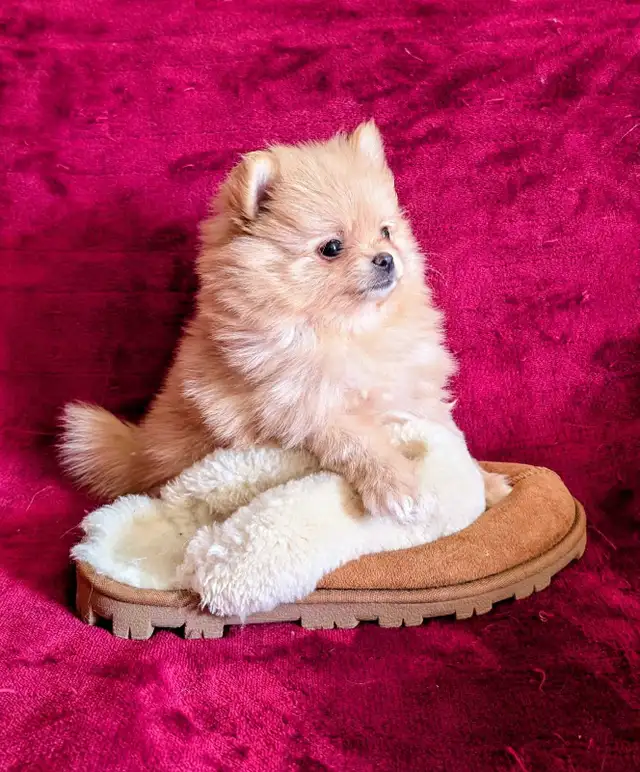 Pomeranian purpred ❤️ 579-366-2929❤️ - Photo 3