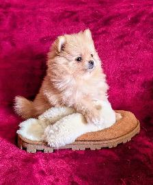 Pomeranian purpred ❤️ 579-366-2929❤️ - Photo 3