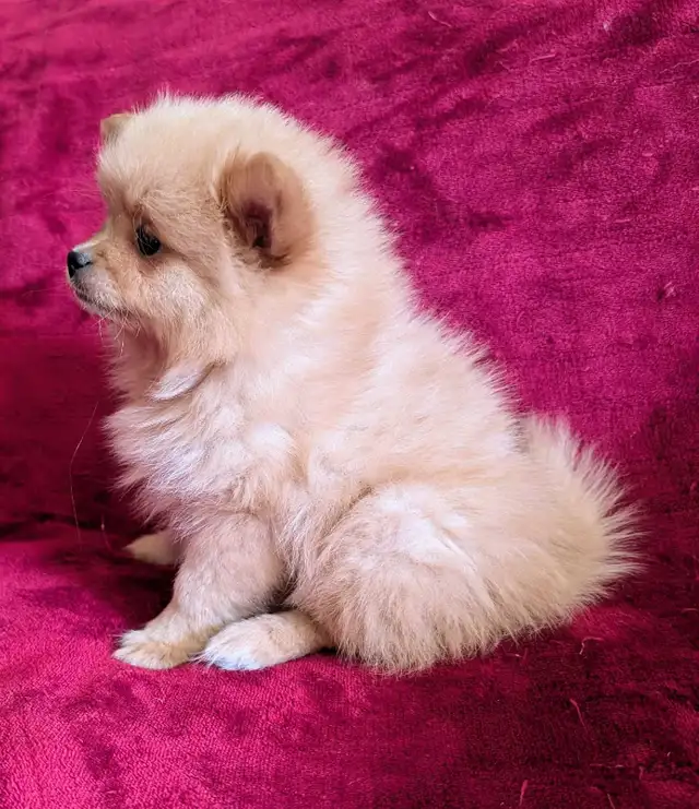 Pomeranian purpred ❤️ 579-366-2929❤️ - Photo 4