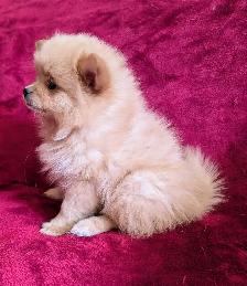 Pomeranian purpred ❤️ 579-366-2929❤️ - Photo 4