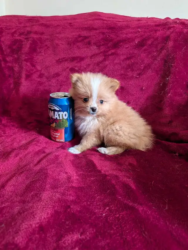 Pomeranian purpred ❤️ 579-366-2929❤️ - Photo 6