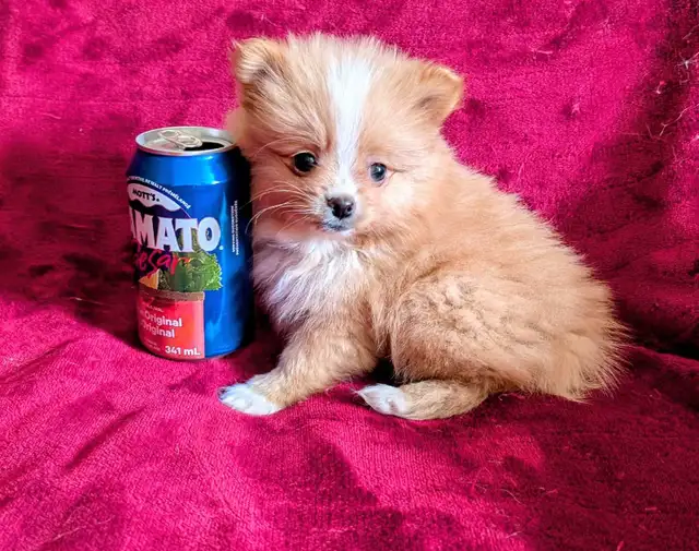 Pomeranian purpred ❤️ 579-366-2929❤️ - Photo 7