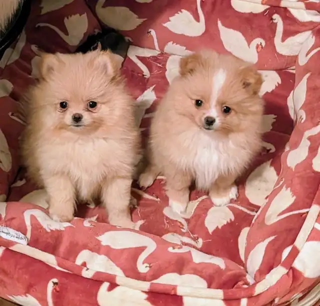 Pomeranian purpred ❤️ 579-366-2929❤️ - Photo 9