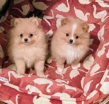 Pomeranian purpred ❤️ 579-366-2929❤️ - Photo 9