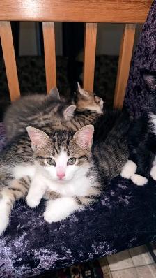 Adorable 9-Week-Old Kittens! / Adorables chatons de 9 semaines!