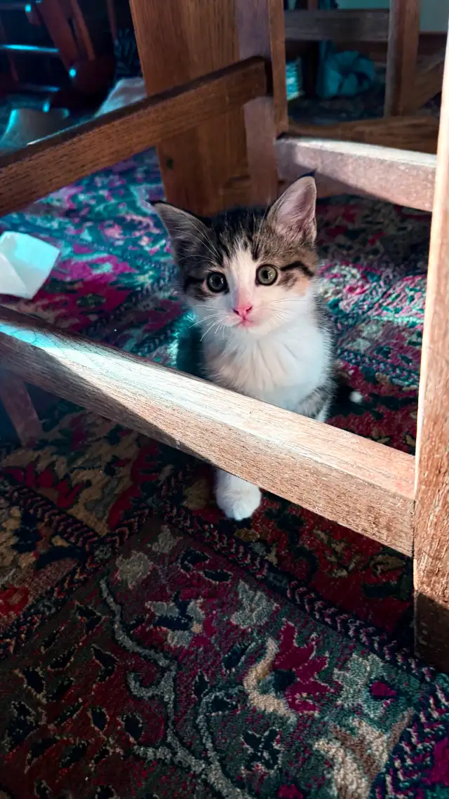 Adorable 9-Week-Old Kittens! / Adorables chatons de 9 semaines! - Photo 2