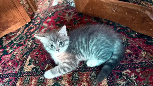 Adorable 9-Week-Old Kittens! / Adorables chatons de 9 semaines! - Photo 3