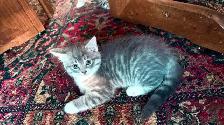 Adorable 9-Week-Old Kittens! / Adorables chatons de 9 semaines! - Photo 3