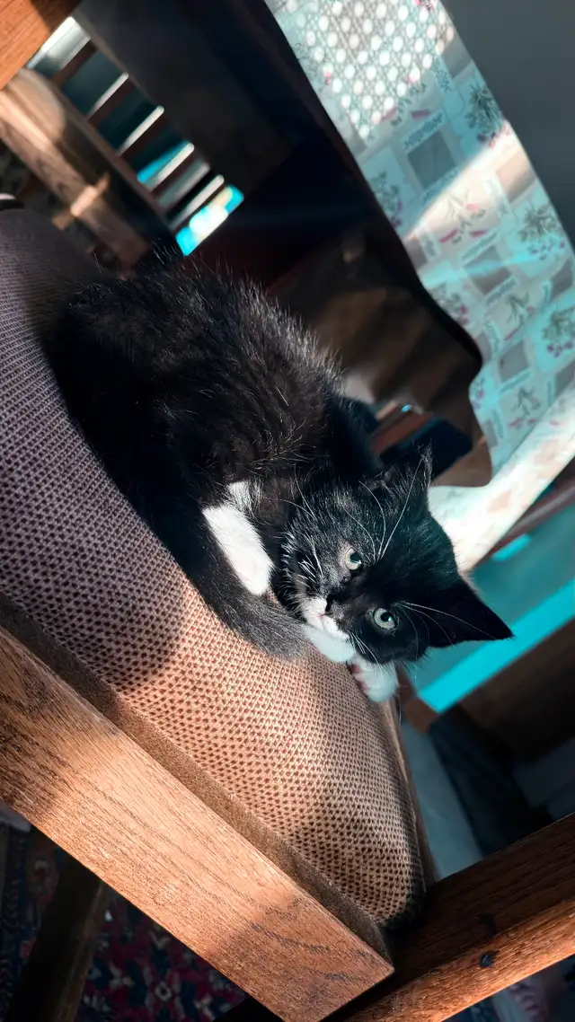 Adorable 9-Week-Old Kittens! / Adorables chatons de 9 semaines! - Photo 4