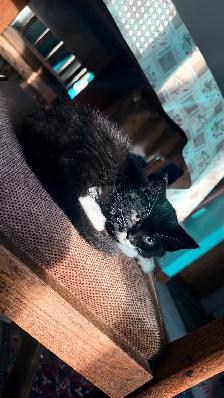 Adorable 9-Week-Old Kittens! / Adorables chatons de 9 semaines! - Photo 4